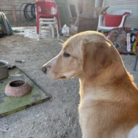Adopta a Canela