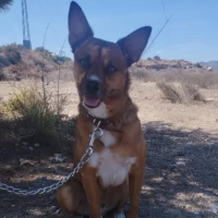 Adopta a Odín