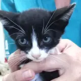 Adopta a Ibiza