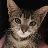 Adopta a Eloise