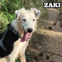 Adopta a Zaki