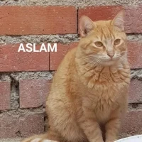Adopta a Asslam
