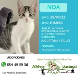 Adopta a Noa