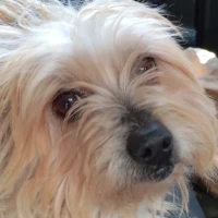 Adopta a Sky