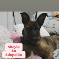 Adopta a Sheyla