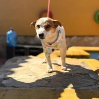 Adopta a Timón