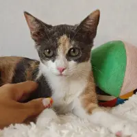Adopta a Jazmín