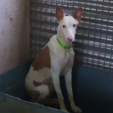 Adopta a Pelopín