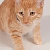 Adopta a Pimentón