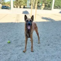 Adopta a Pestiño