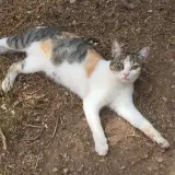 Adopta a Nur