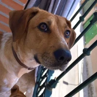 Adopta a Nala