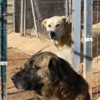 Adopta a Mingo Y Ribó
