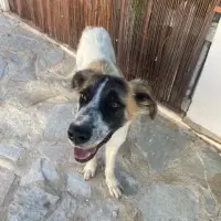 Adopta a Nica