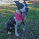 Adopta a Hera