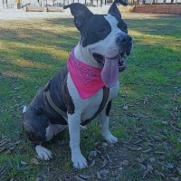 Adopta a Hera