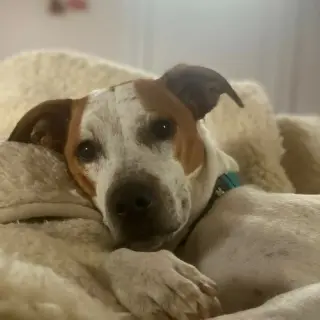 Tyson