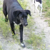 Adopta a Jordan y Morgan