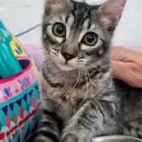 Adopta a Thelma