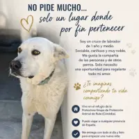 Adopta a Oso  Cruce Labrador, Tlf 645978718