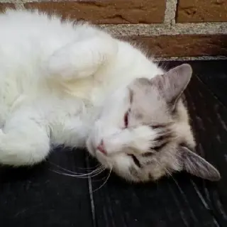 Rosi