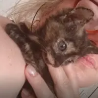 Adopta a Marina Ojitos De Ambar