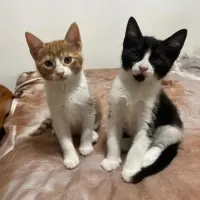 Adopta a Sake Y Yuzu