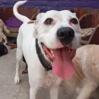 Adopta a Serú