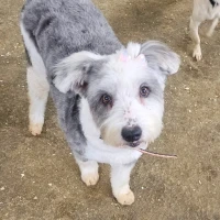 Adopta a Noa