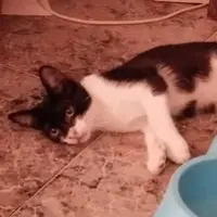 Adopta a Vaquita
