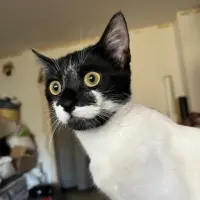 Adopta a Lola