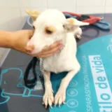 Adopta a Serena, Perrita Tamaño Pequeño