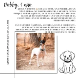 Adopta a Dobby