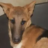 Adopta a Dero