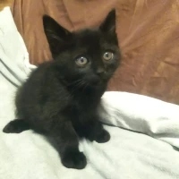 Adopta a Narnia y Simba