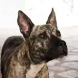 Adopta a Kaos
