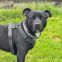 Adopta a Ohana