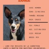 Adopta a Lore