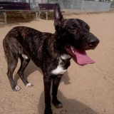 Adopta a Mariel