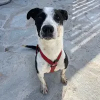 Adopta a Jack