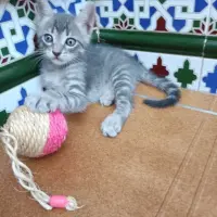 Adopta a Bluey