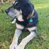 Adopta a Milo