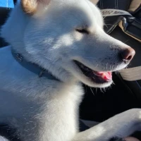 Adopta a Popy