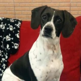 Adopta a Camila