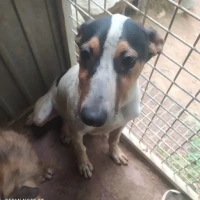 Adopta a Torito
