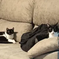 Adopta a Hermanitos