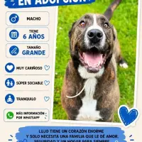 Adopta a Lujo