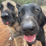 Adopta a Laiko & Laika