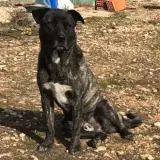 Adopta a Chato