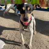 Adopta a Aretha